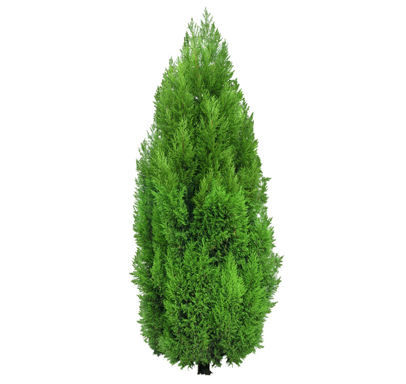 نهال کاج الودی 